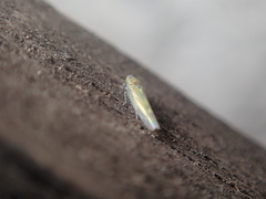 Fruticidia bisignata