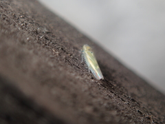 Fruticidia bisignata