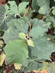 Solanum jamaicense
