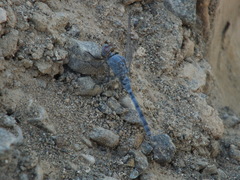 Orthetrum ransonnetii