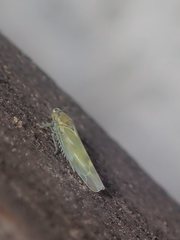 Fruticidia bisignata