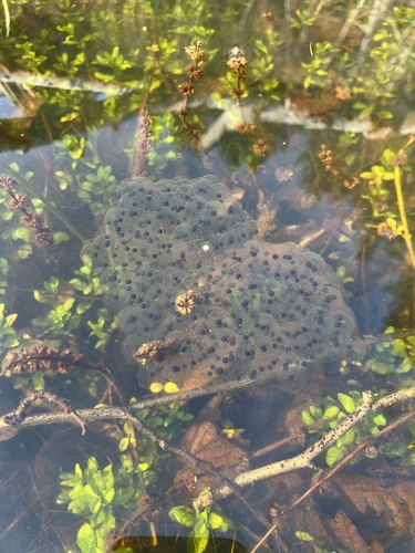 Northern Red-legged Frog