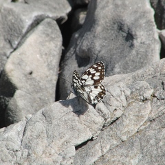 Melanargia ines