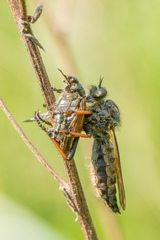 Pamponerus germanicus