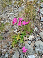 Dianthus deltoides deltoides