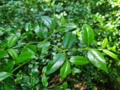 Cassinopsis ilicifolia