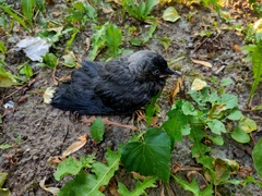 Corvus monedula soemmerringii