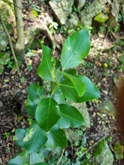 Acokanthera oppositifolia