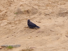 Corvus monedula soemmerringii