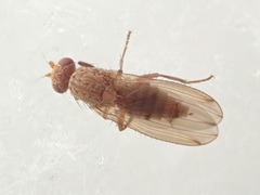 Suillia flavifrons