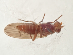 Suillia flavifrons