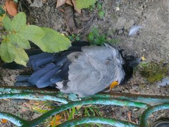 Corvus cornix cornix