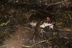 Leptodactylus macrosternum
