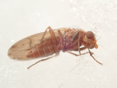 Suillia flavifrons
