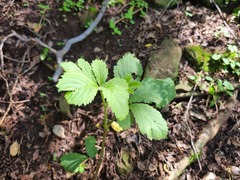 Cyphostemma lanigerum