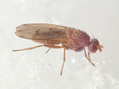 Suillia flavifrons