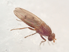 Suillia flavifrons
