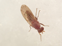 Suillia flavifrons