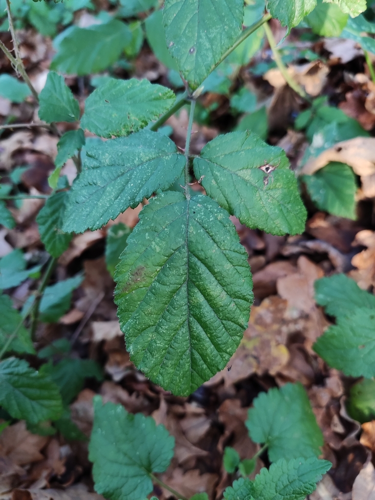 elmleaf blackberry from Torno, 4620, Portugal on January 02, 2022 at 04