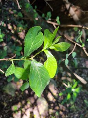 Combretum erythrophyllum