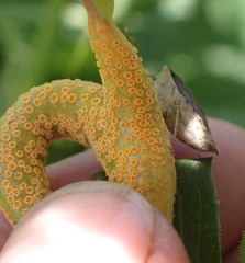 Puccinia sambuci