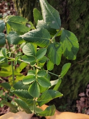 Magnoliopsida