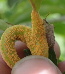 Puccinia sambuci