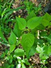 Acalypha glabrata