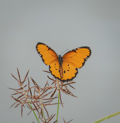 Danaus chrysippus dorippus