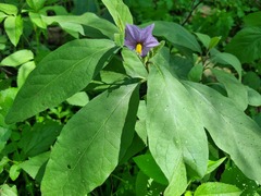 Solanum delagoense