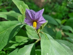 Solanum delagoense