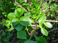 Senecio pleistocephalus