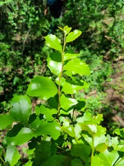 Maytenus undata