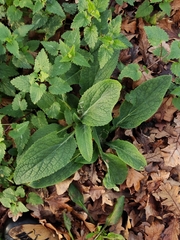 Digitalis purpurea