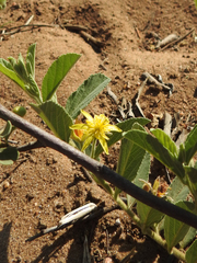 Grewia retinervis