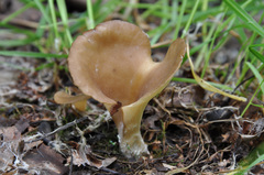 Hohenbuehelia petaloides
