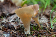 Hohenbuehelia petaloides