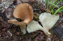 Hohenbuehelia petaloides