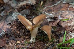 Hohenbuehelia petaloides
