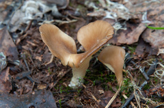 Hohenbuehelia petaloides