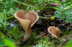 Hohenbuehelia petaloides