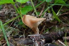 Hohenbuehelia petaloides