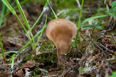 Hohenbuehelia petaloides