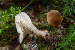 Hohenbuehelia petaloides