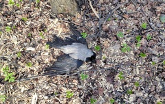 Corvus cornix cornix