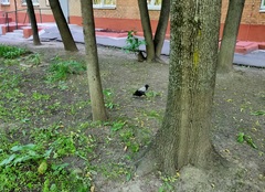 Corvus cornix cornix