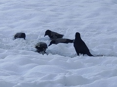 Corvus cornix cornix