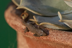 Lygodactylus capensis