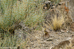 Phylloscopus griseolus