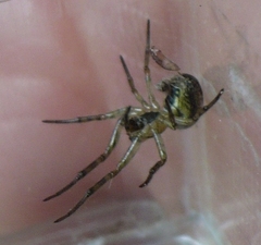 Zygiella montana